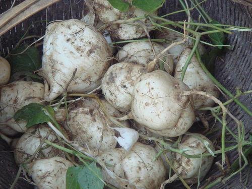 土瓜和鸡能一起吃吗