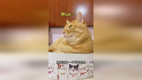 猫爷吃瓜,揭秘娱乐圈那些不为人知的幕后故事