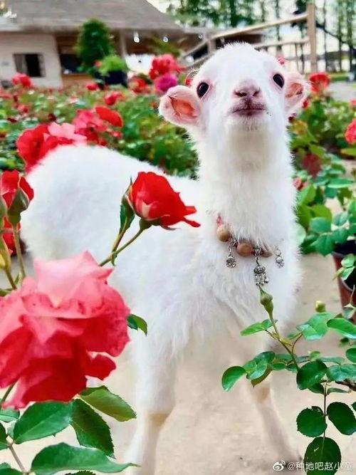 吃瓜的小羊,揭秘娱乐圈那些事儿