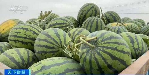 武陟吃瓜队,揭秘当地独特的美食文化