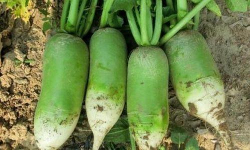 罗殿吃瓜,揭秘娱乐圈幕后故事