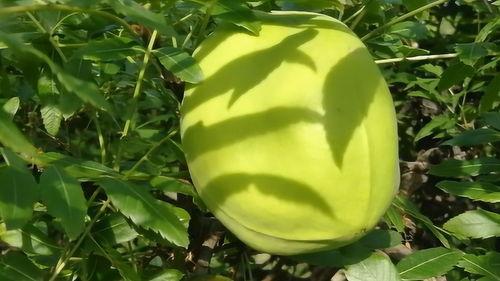 吃野生瓜好吗,野生瓜的食用风险与注意事项