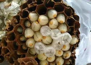 桑植吃瓜贴吧,揭秘当地热点事件背后的故事