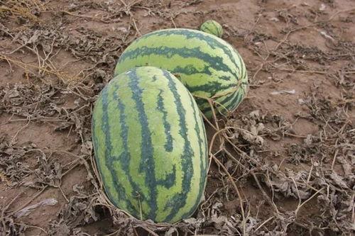 同城吃小瓜,一起吃小瓜，品味生活点滴