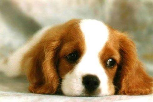 狗狗吃瓜难度系数,难度系数揭秘，萌宠美食大考验！