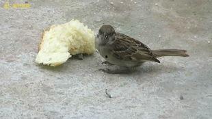 白瓜吃麻雀,一场意外的生态奇遇