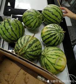 某学校吃瓜,揭秘某校那些鲜为人知的幕后故事