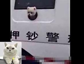 偷狗大队吃瓜,一场关于狗肉的黑暗产业链