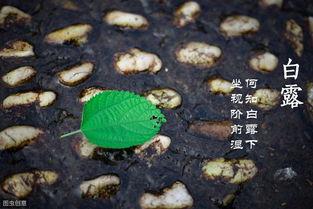 白露过后吃瓜