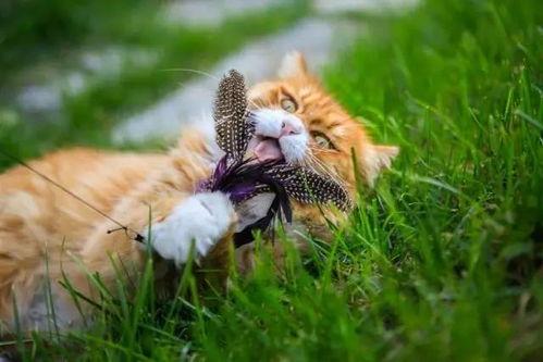 猫爷吃瓜,揭秘娱乐圈那些不为人知的幕后故事