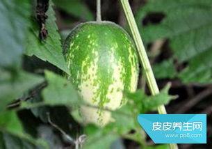 吃野生瓜好吗,野生瓜的食用风险与注意事项
