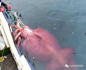 巨型鱿鱼吃瓜视频,海洋巨兽的“甜蜜”对决