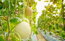 梨瓜什么吃最好,梨瓜的最佳食用方式